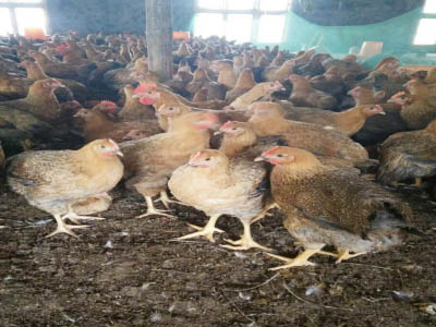 湘佳麻雞一號(hào)（公、母）