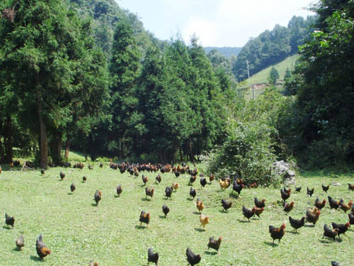 農(nóng)戶雞場(4)