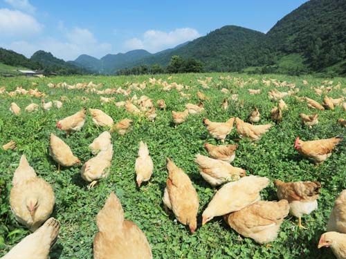 農(nóng)戶雞場(5)