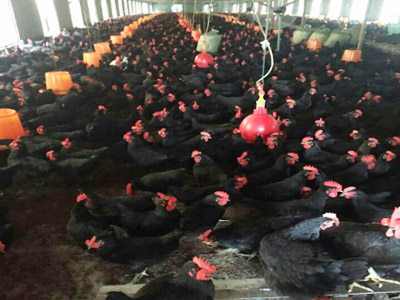 湘佳黑土雞二號(hào)（公、母）